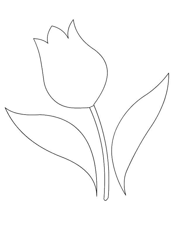 Coloring Tulip. Category the contours of flowers. Tags:  Tulip.