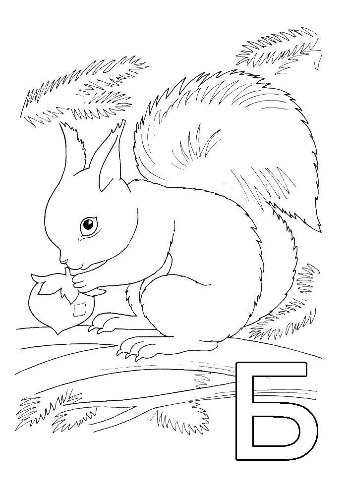 Coloring Squirrel gnaws nuts. Category Animals. Tags:  protein, nuts.