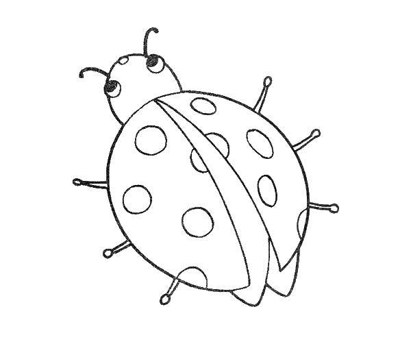 Coloring Ladybug. Category ladybug. Tags:  ladybug.