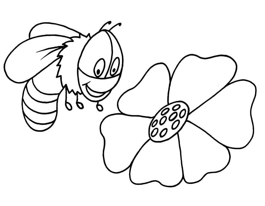 Coloring A bee collects nectar. Category bee. Tags:  bee, flowers.