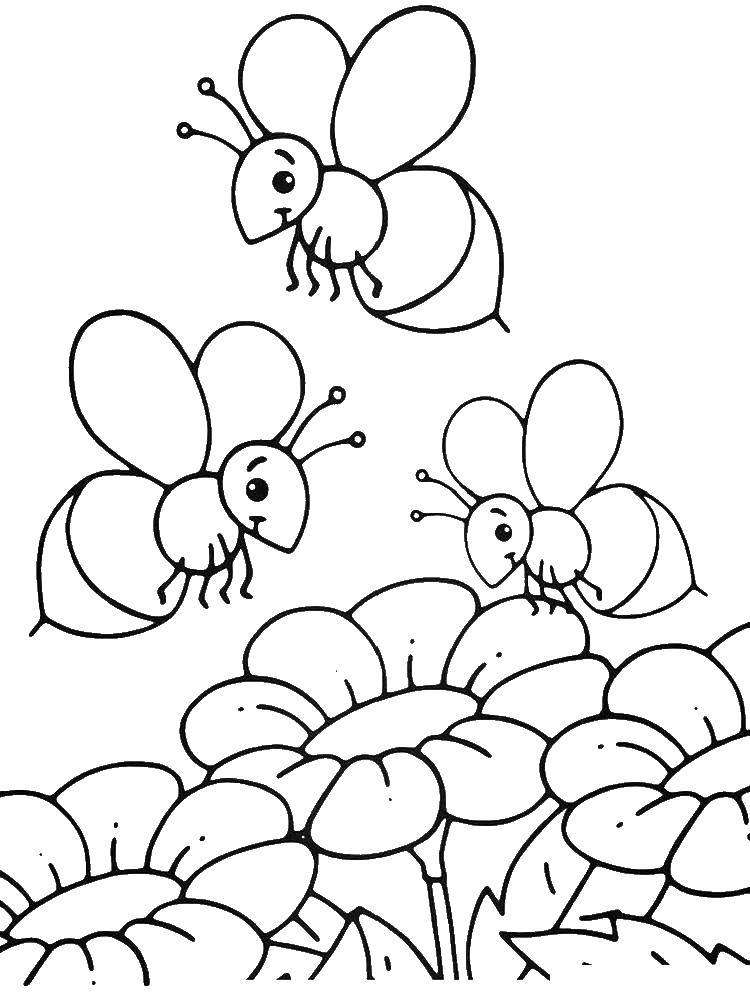 Название: Раскраска Пчелы собирают нектар. Категория: пчела. Теги: пчелы, нектар.