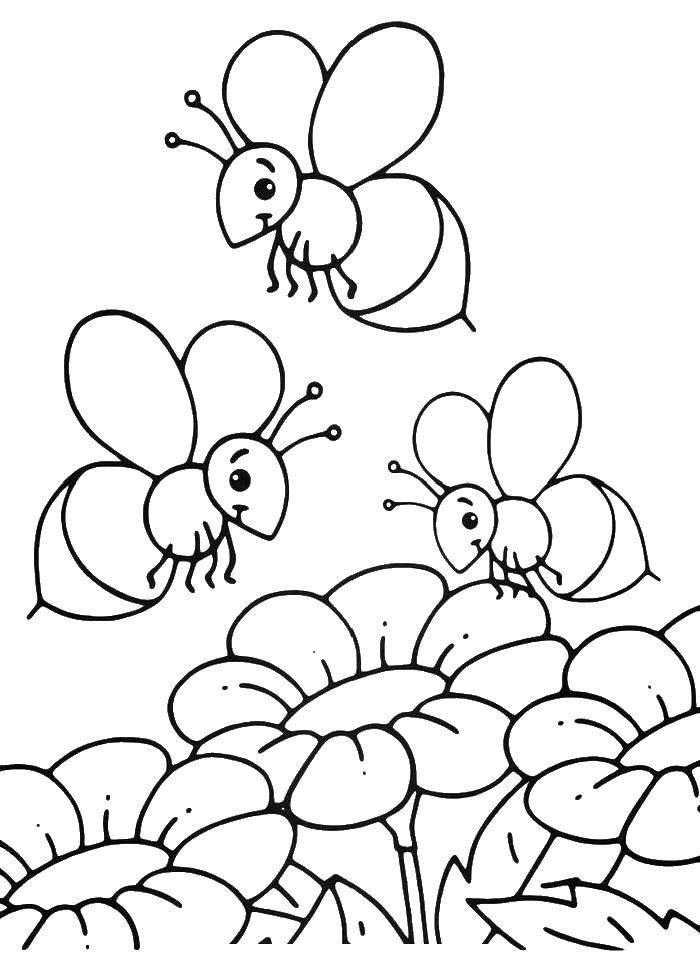 Название: Раскраска Пчелы собирают нектар. Категория: пчела. Теги: пчела, цветы.