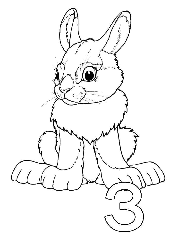 Coloring Hare. Category Animals. Tags:  hare, rabbit.