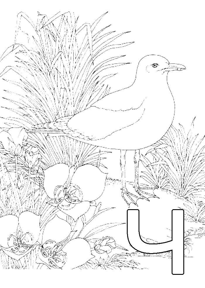 Coloring Seagull. Category bird. Tags:  Seagull, bird.