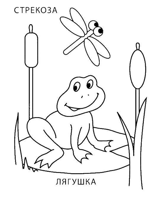 Coloring Dragonfly and frog in the swamp. Category dragonfly. Tags:  Reptile, frog.