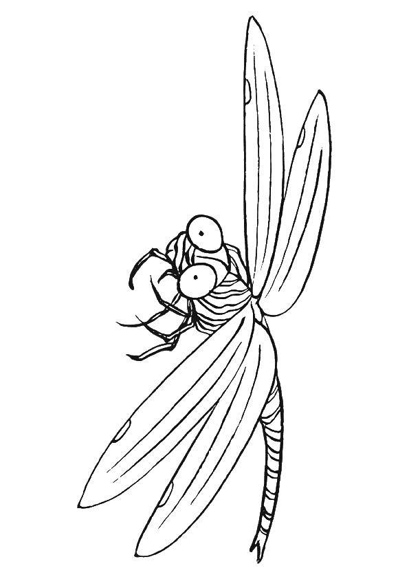 Coloring Dragonfly. Category dragonfly. Tags:  dragonfly.