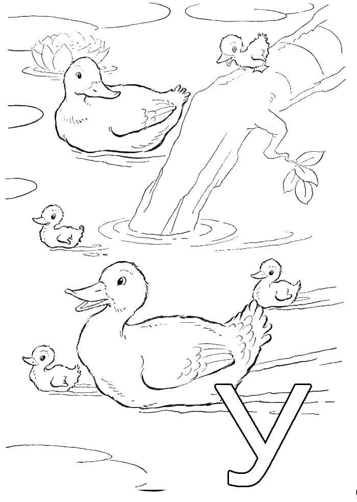 Coloring Ducks in the pond. Category birds. Tags:  duck pond.