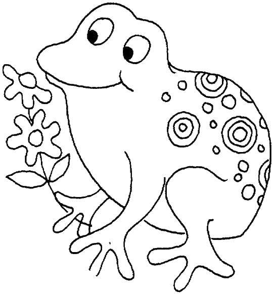 Название: Раскраска Веселая лягушка. Категория: рептилии. Теги: Рептилия, лягушка.