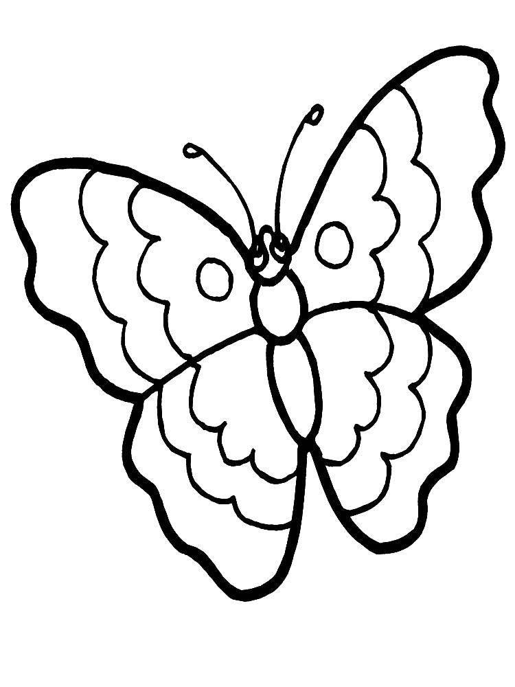 Название: Раскраска Бабочка. Категория: бабочка. Теги: Бабочка.