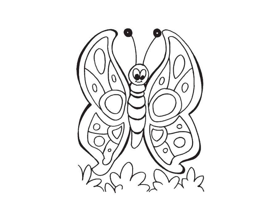 Coloring Butterfly. Category butterfly. Tags:  Butterfly.