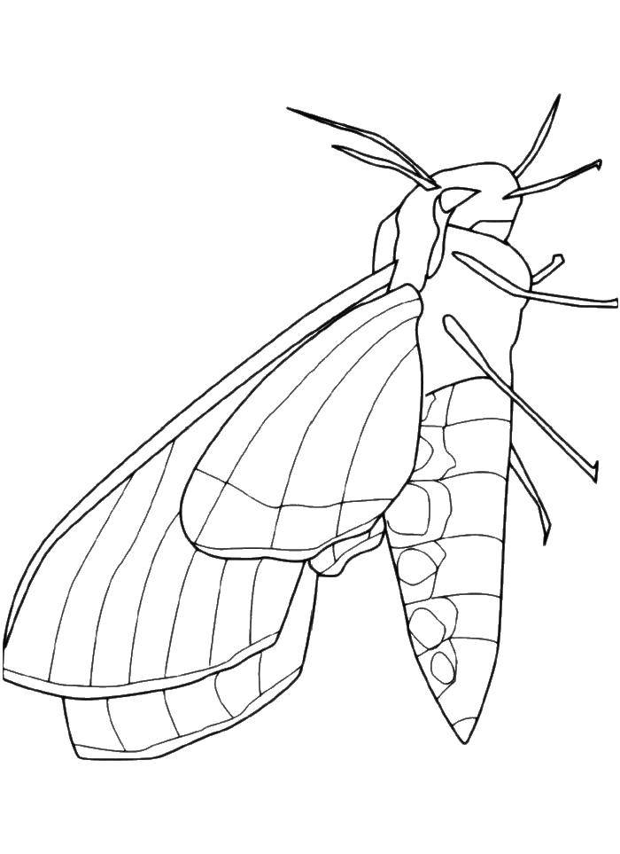 Coloring Butterfly. Category butterfly. Tags:  butterfly.