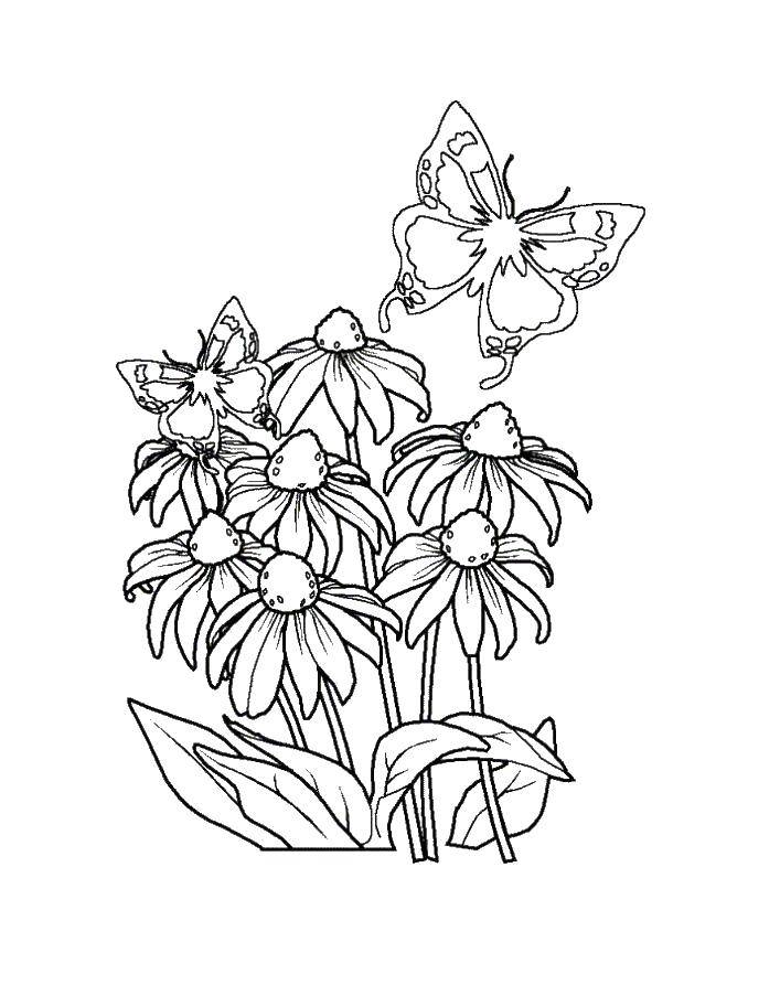 Coloring Butterfly on the daisies. Category butterfly. Tags:  Butterfly, flowers.