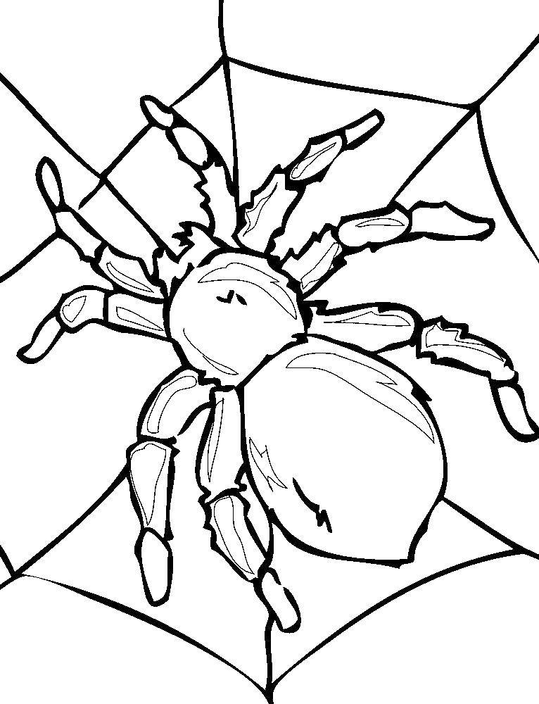 Название: Раскраска Большой паук на паутине. Категория: раскраски пауки. Теги: Насекомые, паук.