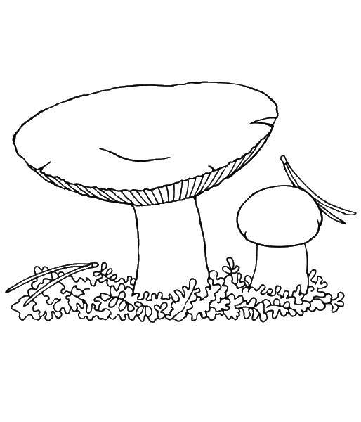 Coloring Mushrooms. Category mushrooms. Tags:  mushrooms.