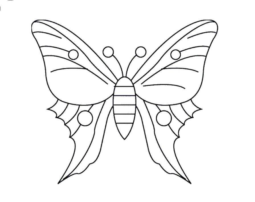 Coloring Beautiful butterfly. Category butterfly. Tags:  Butterfly.