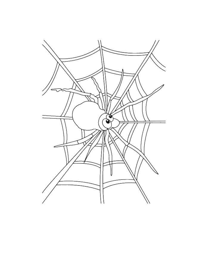 Coloring The spider on the web. Category coloring spiders. Tags:  Insects, bee.