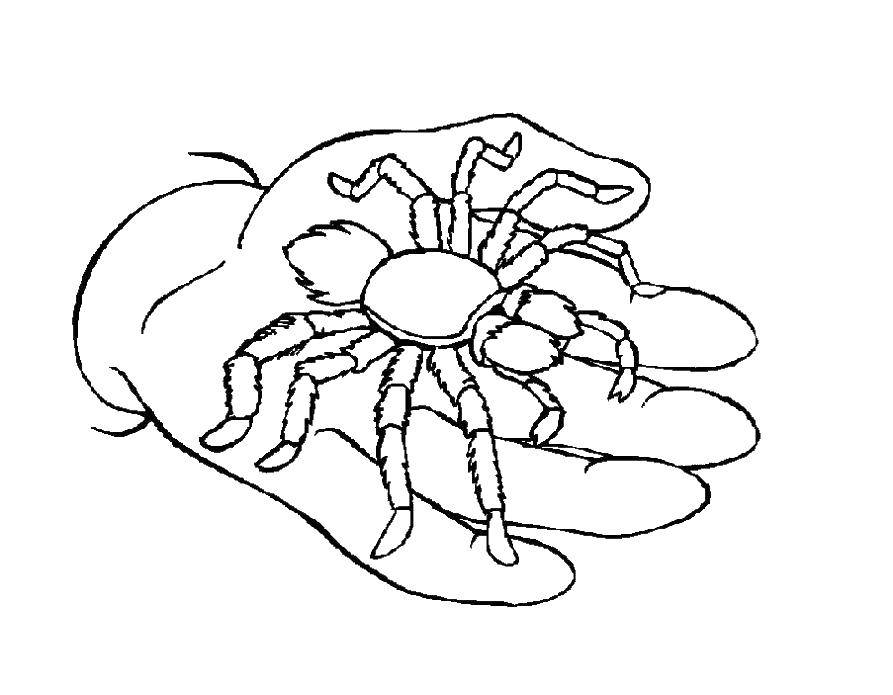 Coloring Spider on hand. Category coloring spiders. Tags:  Insects, spider.