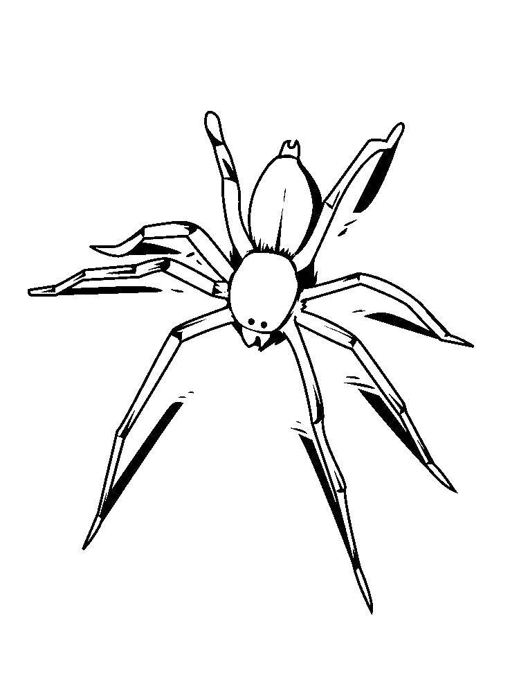 Название: Раскраска Паук. Категория: раскраски пауки. Теги: Насекомые, паук.