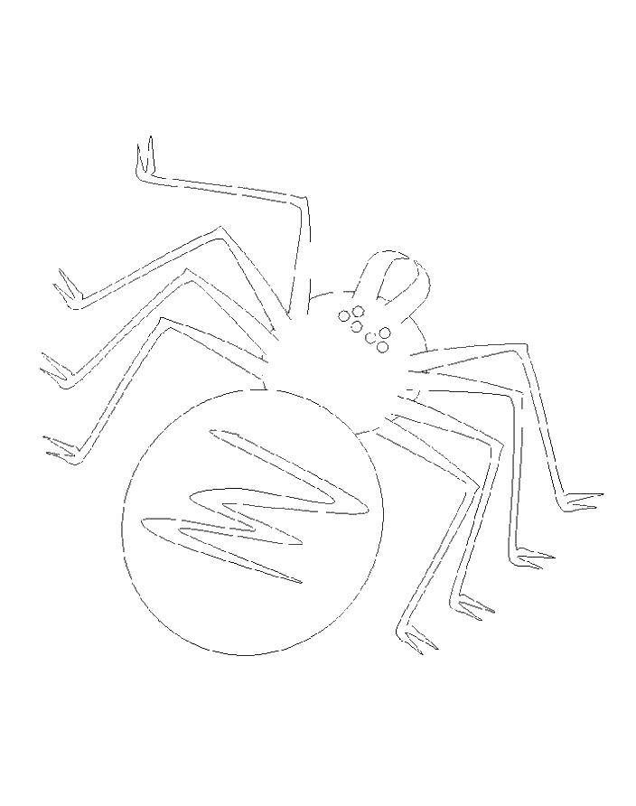 Coloring Spider. Category coloring spiders. Tags:  spider.