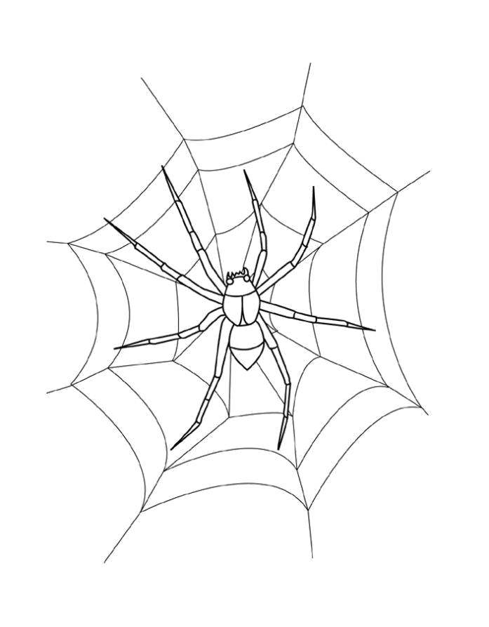 Coloring Web. Category coloring spiders. Tags:  Insects, spider.