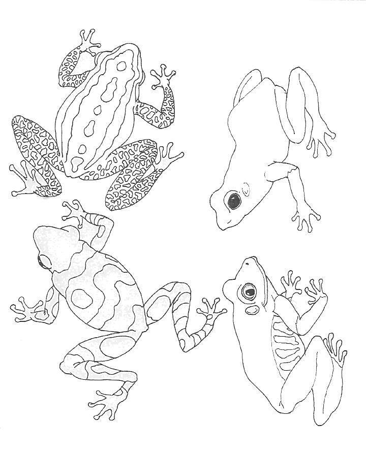 Coloring Different colors of frogs. Category reptiles. Tags:  Reptile, frog.