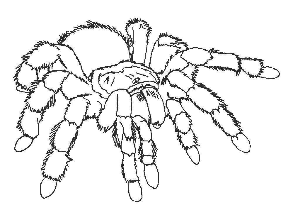 Название: Раскраска Тарантул. Категория: раскраски пауки. Теги: Насекомые, паук.