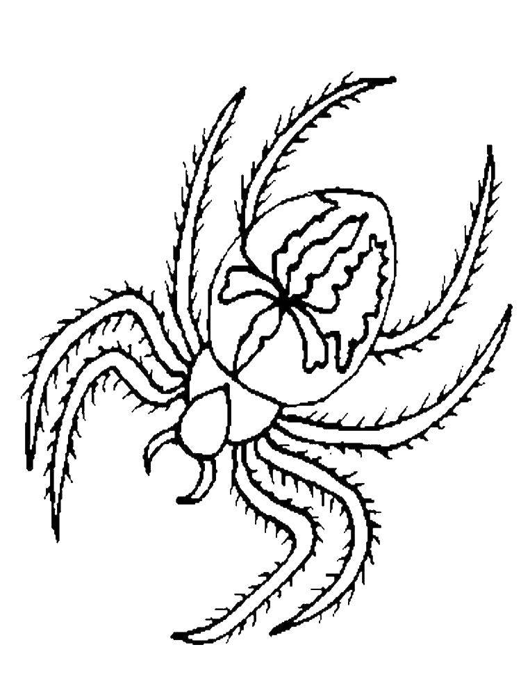 Опис: розмальовки  Павук. Категорія: розмальовки павуки. Теги:  Комахи, павук.