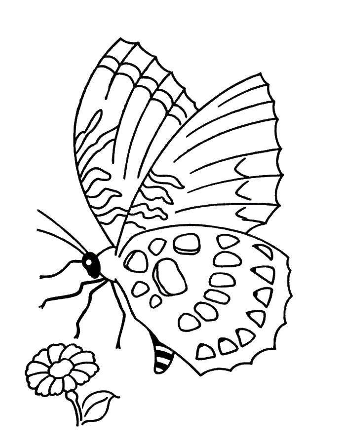 Название: Раскраска Бабочка садится на цветок. Категория: бабочка. Теги: Насекомые, бабочка.