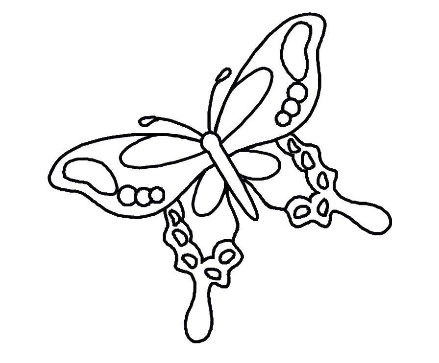 Название: Раскраска Бабочка. Категория: бабочка. Теги: бабочка.