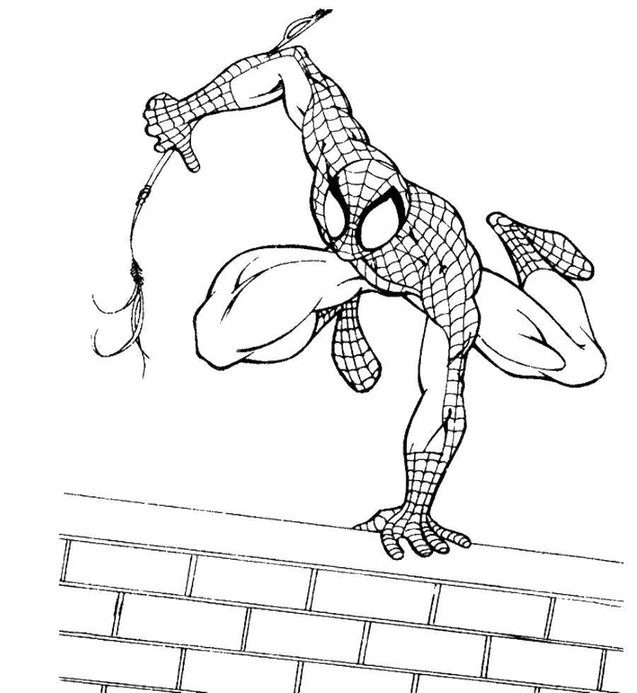 Название: Раскраска Человек паук на паутине. Категория: раскраски пауки. Теги: Комиксы, Спайдермэн, Человек Паук.