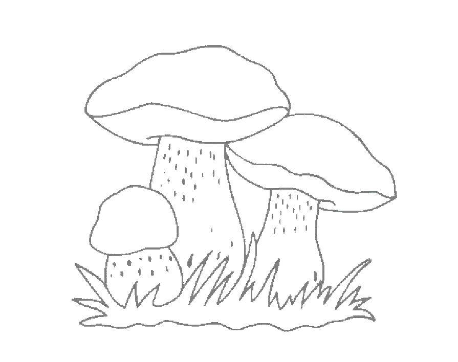 Coloring Mushrooms. Category mushrooms. Tags:  mushrooms.