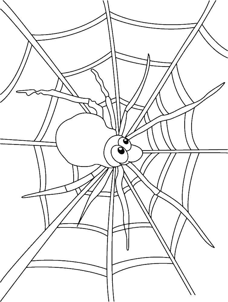 Название: Раскраска Паучок на паутине. Категория: раскраски пауки. Теги: Насекомые, паук.
