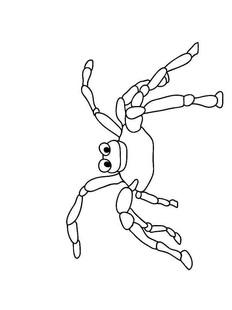 Название: Раскраска Паучок. Категория: раскраски пауки. Теги: Насекомые, паук.