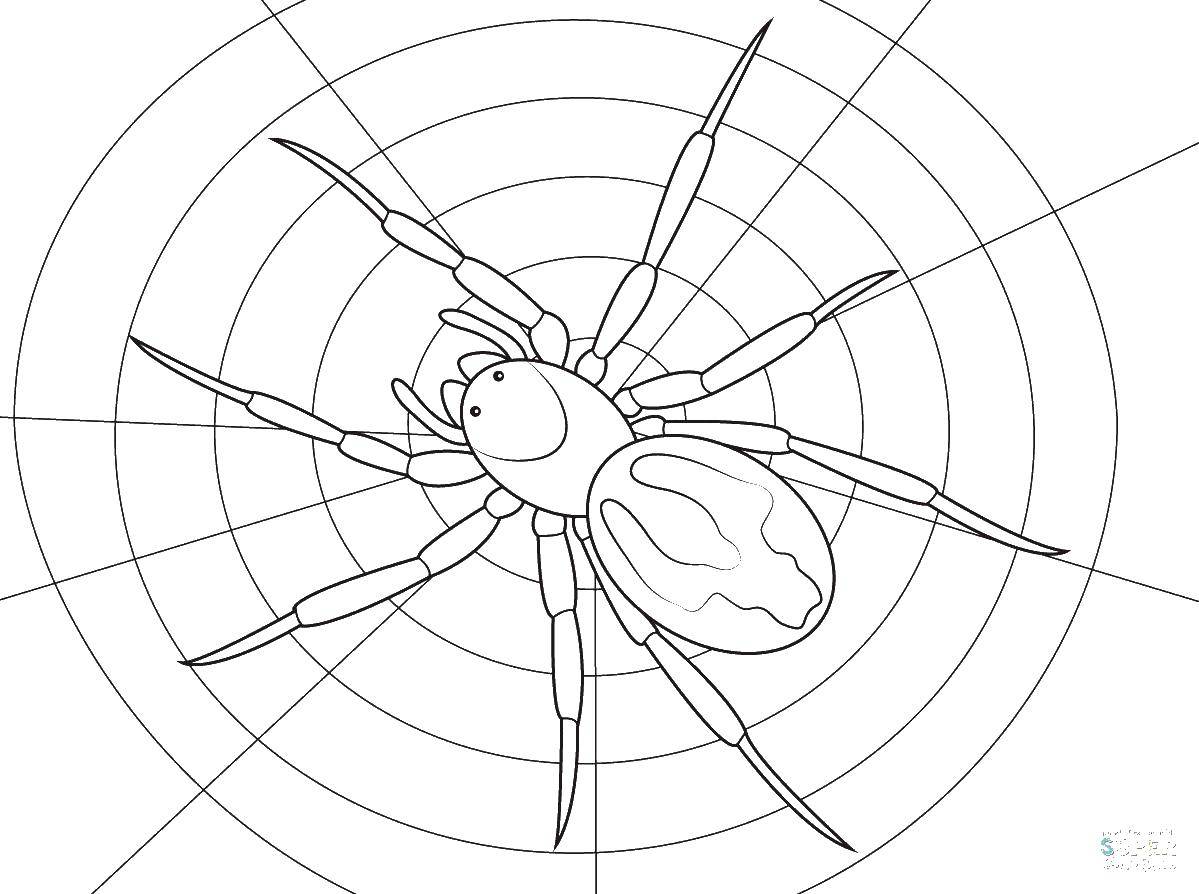 Название: Раскраска Паук на паутине. Категория: раскраски пауки. Теги: паук.