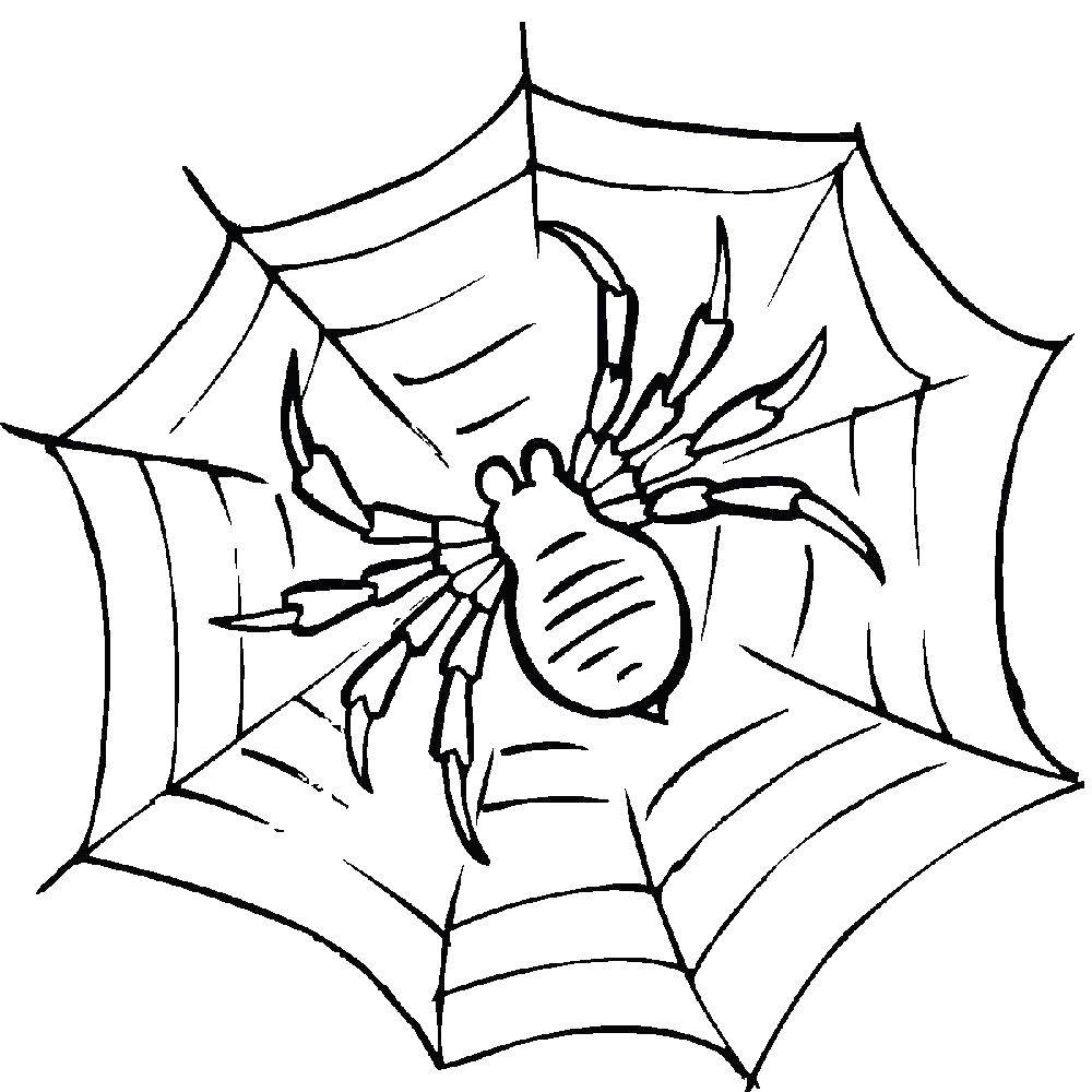 Название: Раскраска Паук на паутине. Категория: раскраски пауки. Теги: паук, паутина.