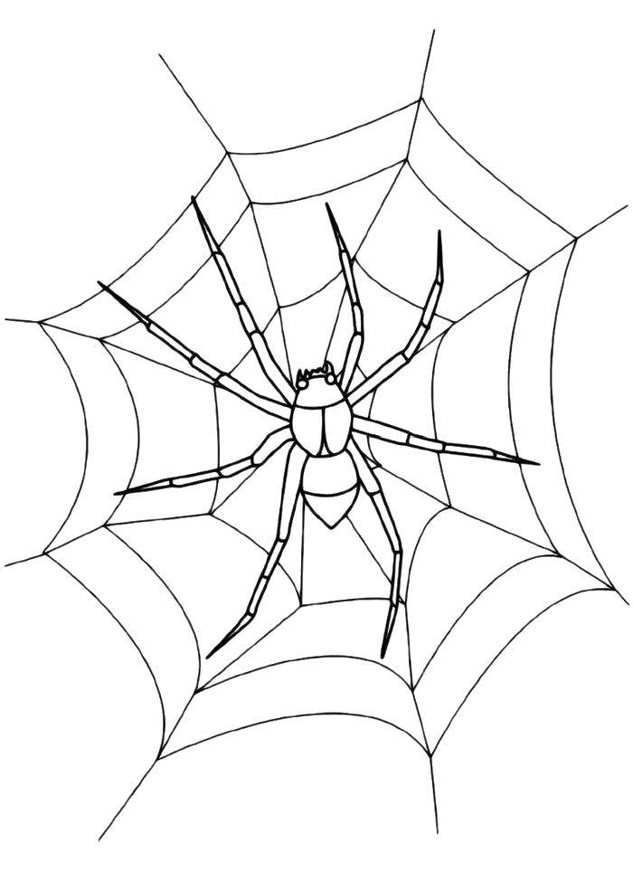 Coloring Spider on the web. Category coloring spiders. Tags:  Insects, spider.