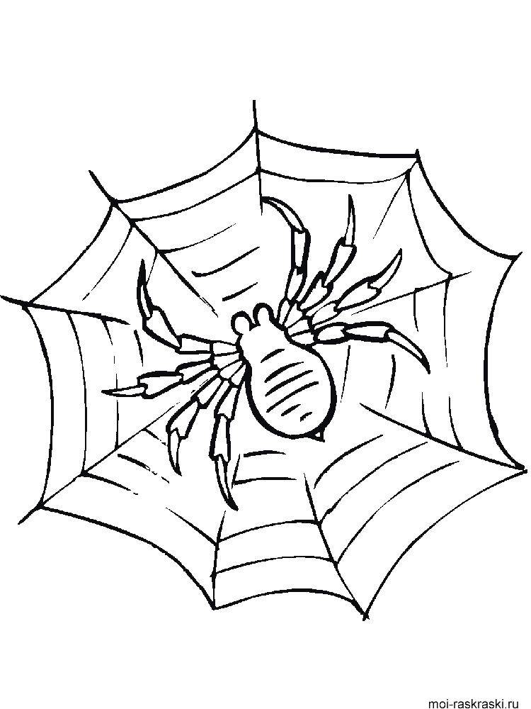 Название: Раскраска Паук на паутине. Категория: раскраски пауки. Теги: Насекомые, паук.