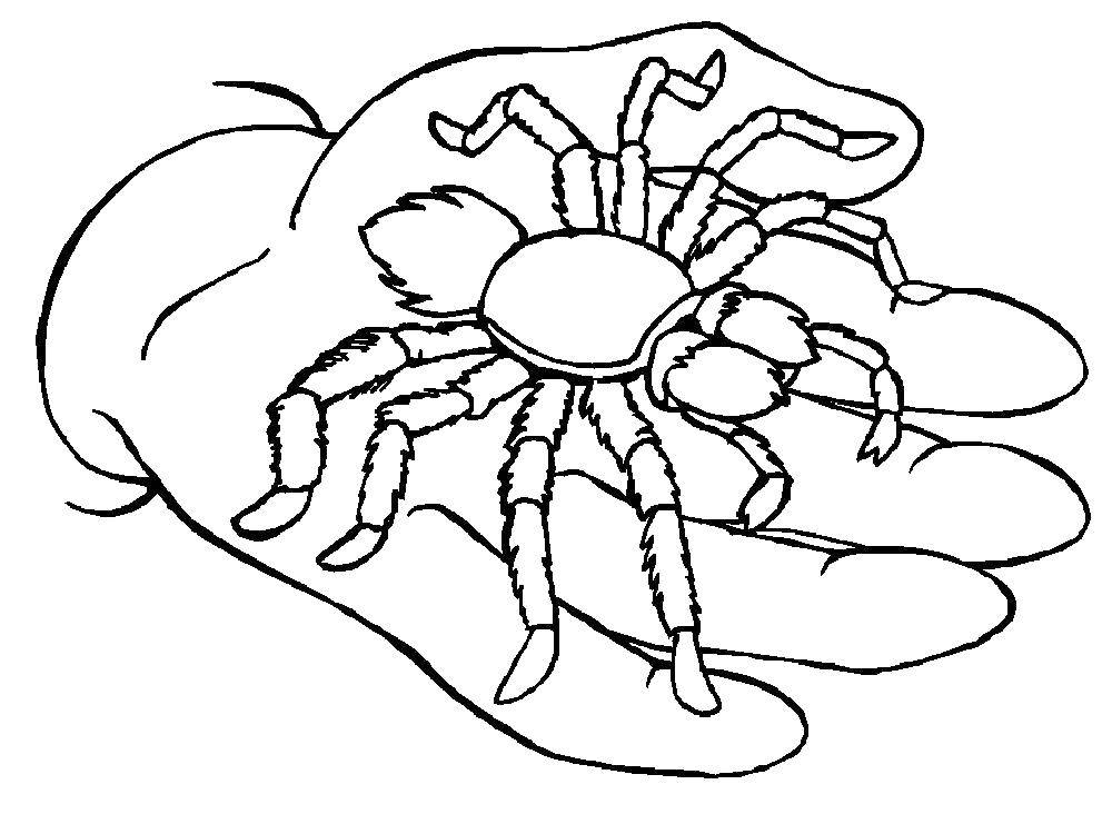 Название: Раскраска Паук на руке. Категория: раскраски пауки. Теги: Насекомые, паук.