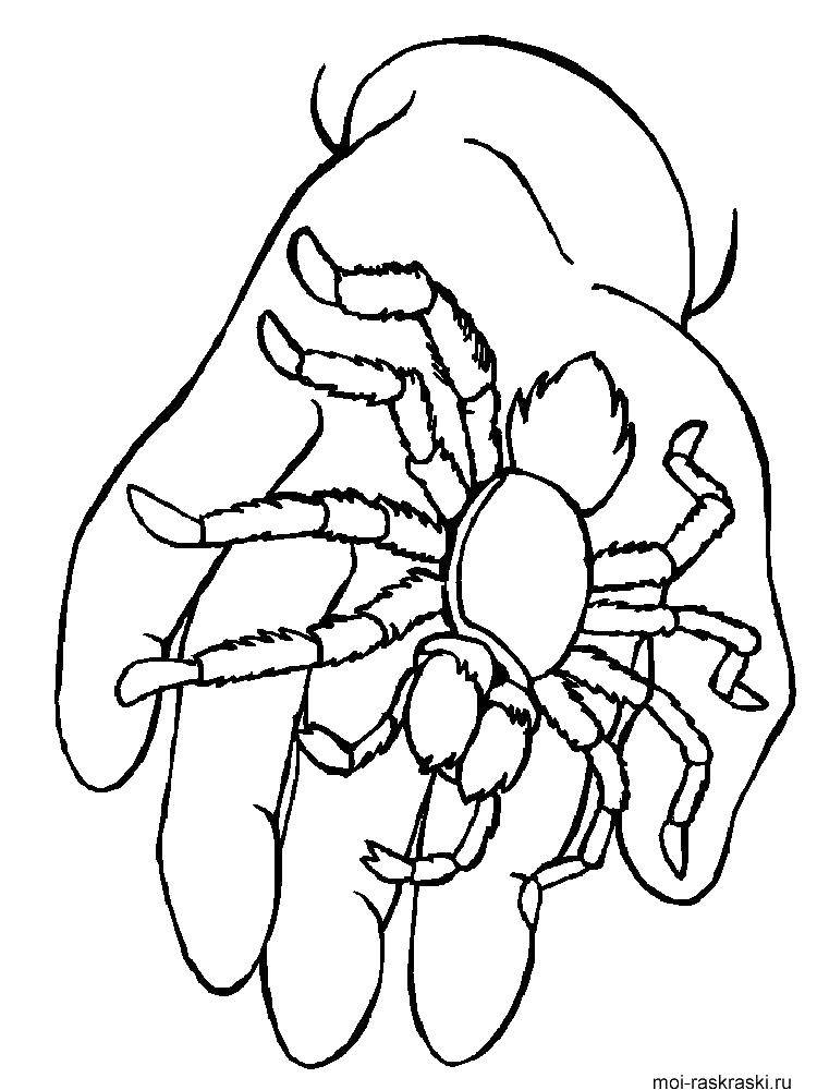 Название: Раскраска Паук на руке. Категория: раскраски пауки. Теги: Насекомые, паук.