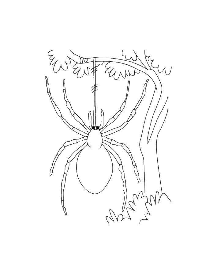 Название: Раскраска Паук висит на паутине. Категория: раскраски пауки. Теги: паук.