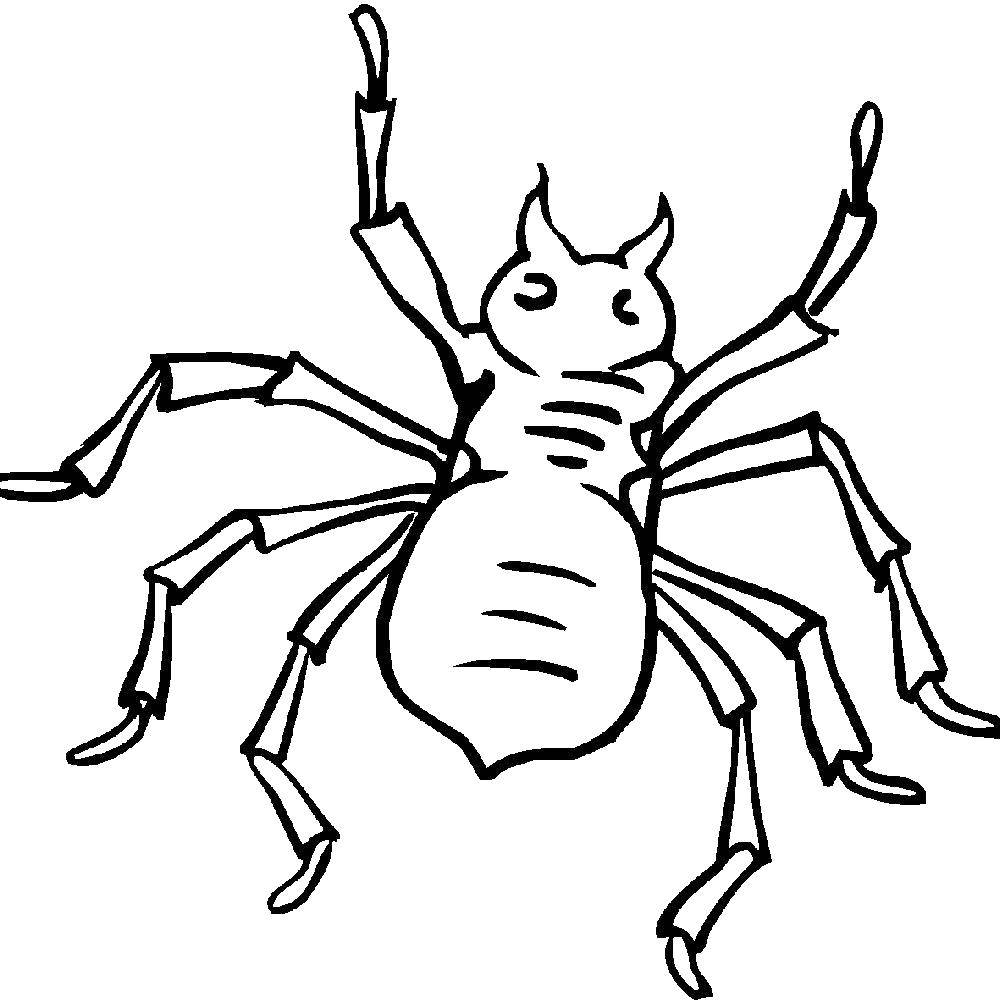 Coloring Spider. Category coloring spiders. Tags:  spider.