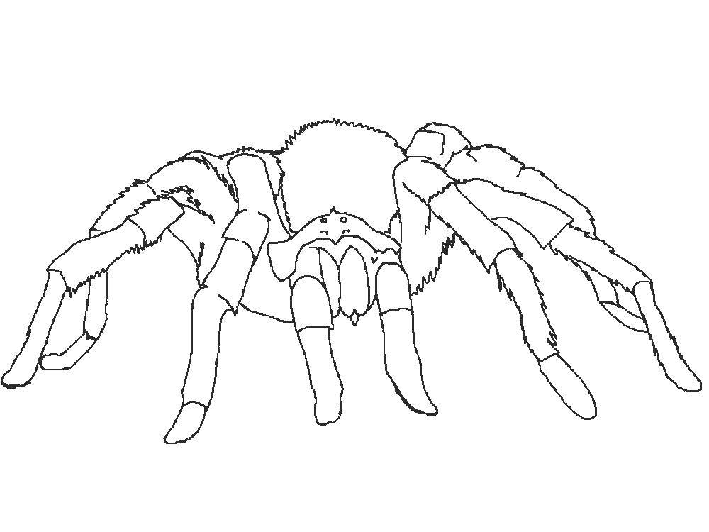 Название: Раскраска Страшный паук. Категория: раскраски пауки. Теги: Насекомые, паук.