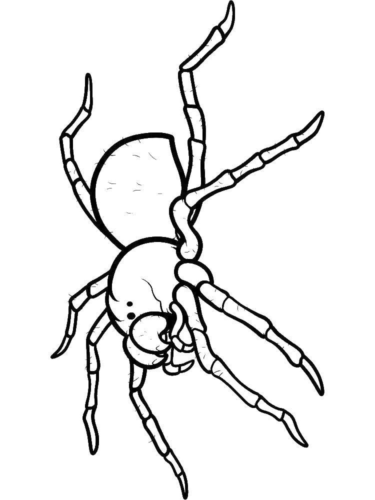 Название: Раскраска Страшный паук. Категория: раскраски пауки. Теги: Насекомые, паук.