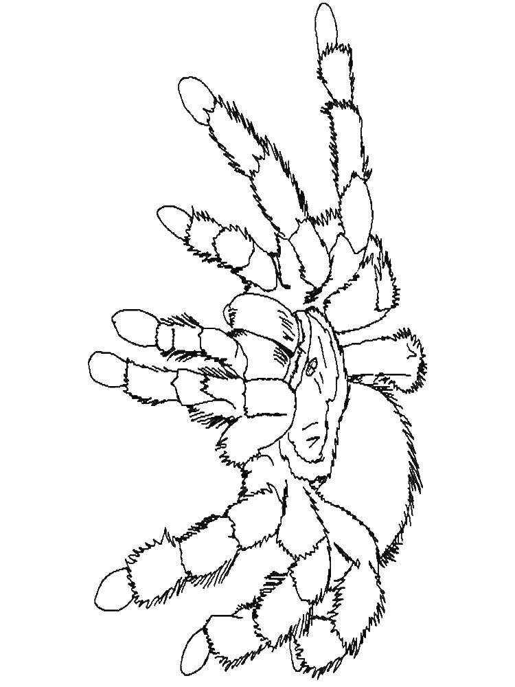 Coloring Tarantula. Category coloring spiders. Tags:  Insects, spider.