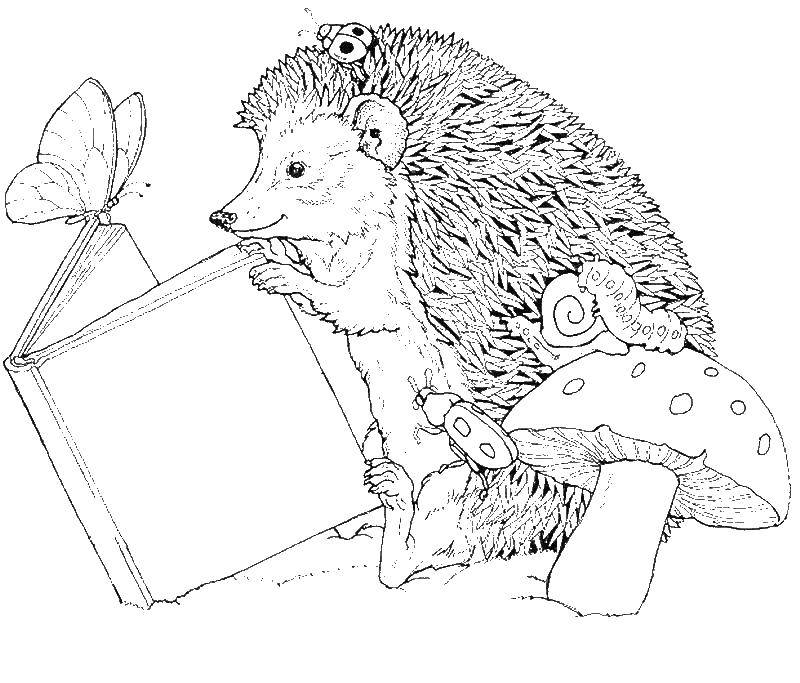 Название: Раскраска Еж читает книгу. Категория: Животные. Теги: еж.