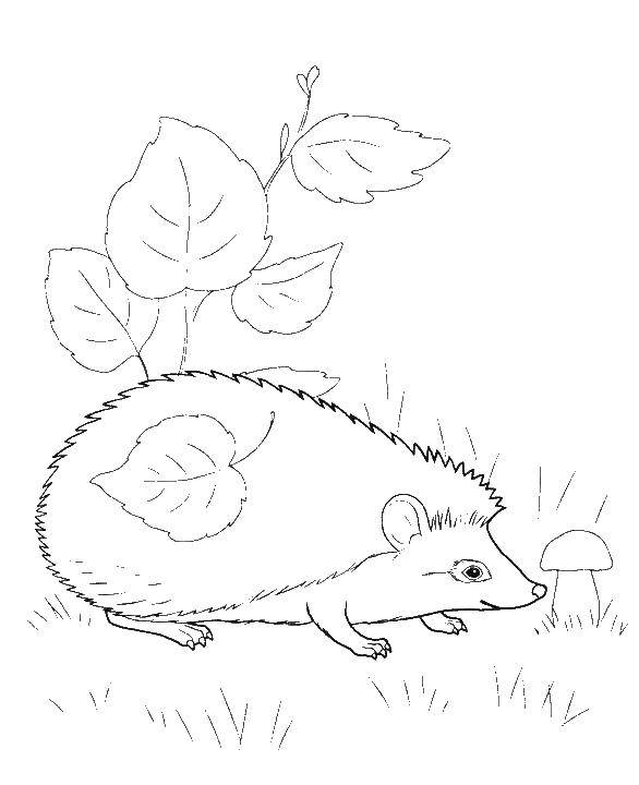 Coloring Hedgehog. Category Animals. Tags:  hedgehog .