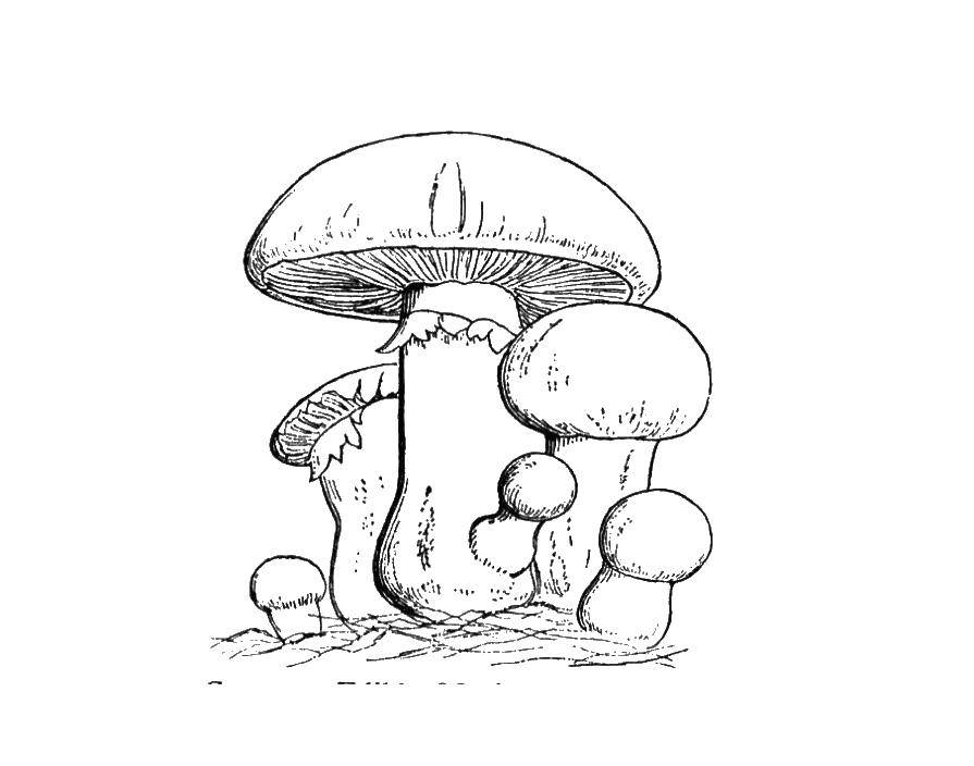 Coloring Mushrooms. Category mushrooms. Tags:  mushrooms.