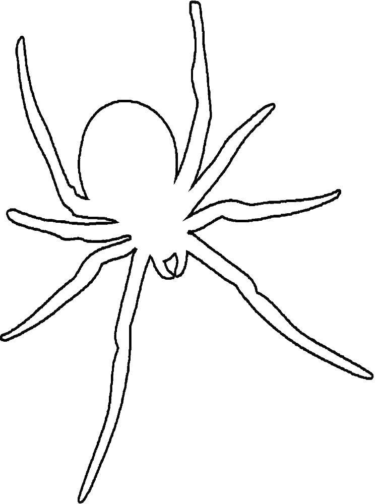 Название: Раскраска Паук. Категория: раскраски пауки. Теги: Насекомые, паук.