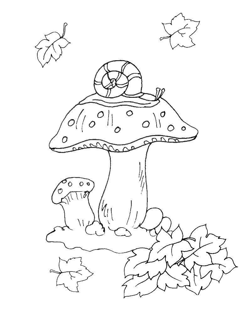 Coloring A snail on a mushroom. Category mushrooms. Tags:  mushrooms.