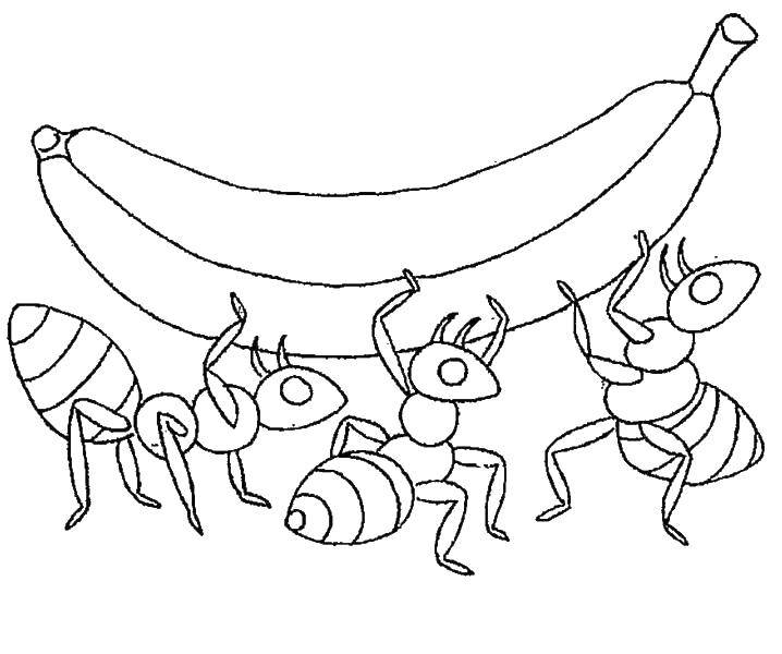 Розмальовки  Мурахи несуть банан. Завантажити розмальовку Комахи, мураха.  Роздрукувати ,мураха,
